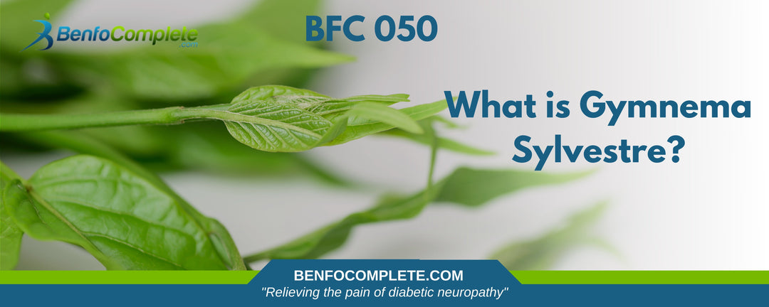 What is Gymnema Sylvestre? - BenfoComplete